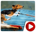 Funny Water Sport Fails 