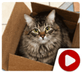 Funny Japanese Cat in Box